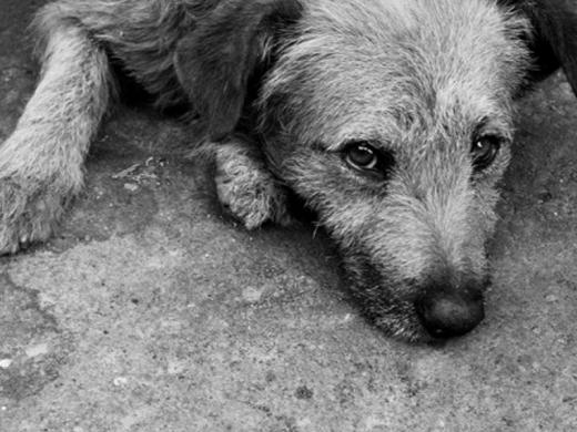 CONSELHO E FUNDO MUNICIPAL DE PROTEÇÃO DOS DIREITOS DOS ANIMAIS