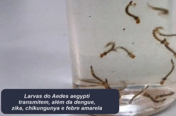 MUITAS LARVAS ENCONTRADAS NO DIA “D” DE COMBATE À DENGUE 