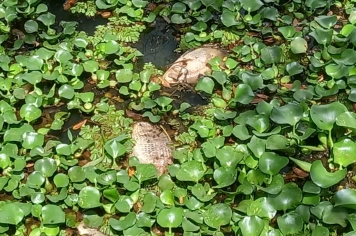 MORTANDADE DE PEIXES NO LAGO VILELA CHAMA A ATENÇÃO