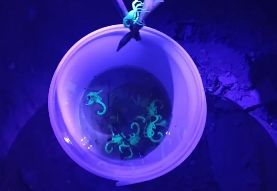 PREFEITURA DE ÁGUAS DA PRATA FAZ CAPTURA NOTURNA DE 25 ESCORPIÕES EM TRÊS RESIDÊNCIAS