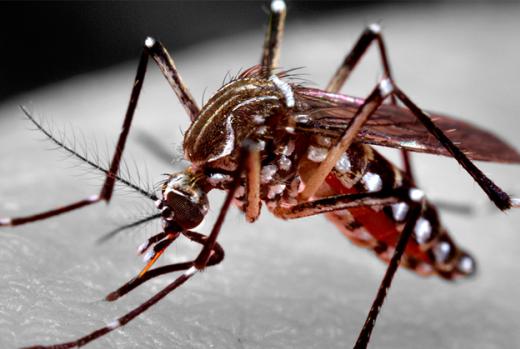 MUTIRÕES DE COMBATE A CRIADOUROS SEGUEM PARA OS BAIRROS DA PARTE ALTA