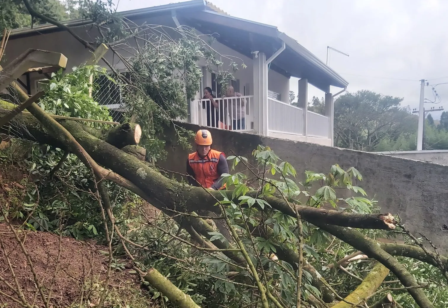 VENTOS FORTES DERRUBAM ÁRVORE PRÓXIMO À RESIDÊNCIA NO BAIRRO CASCATA