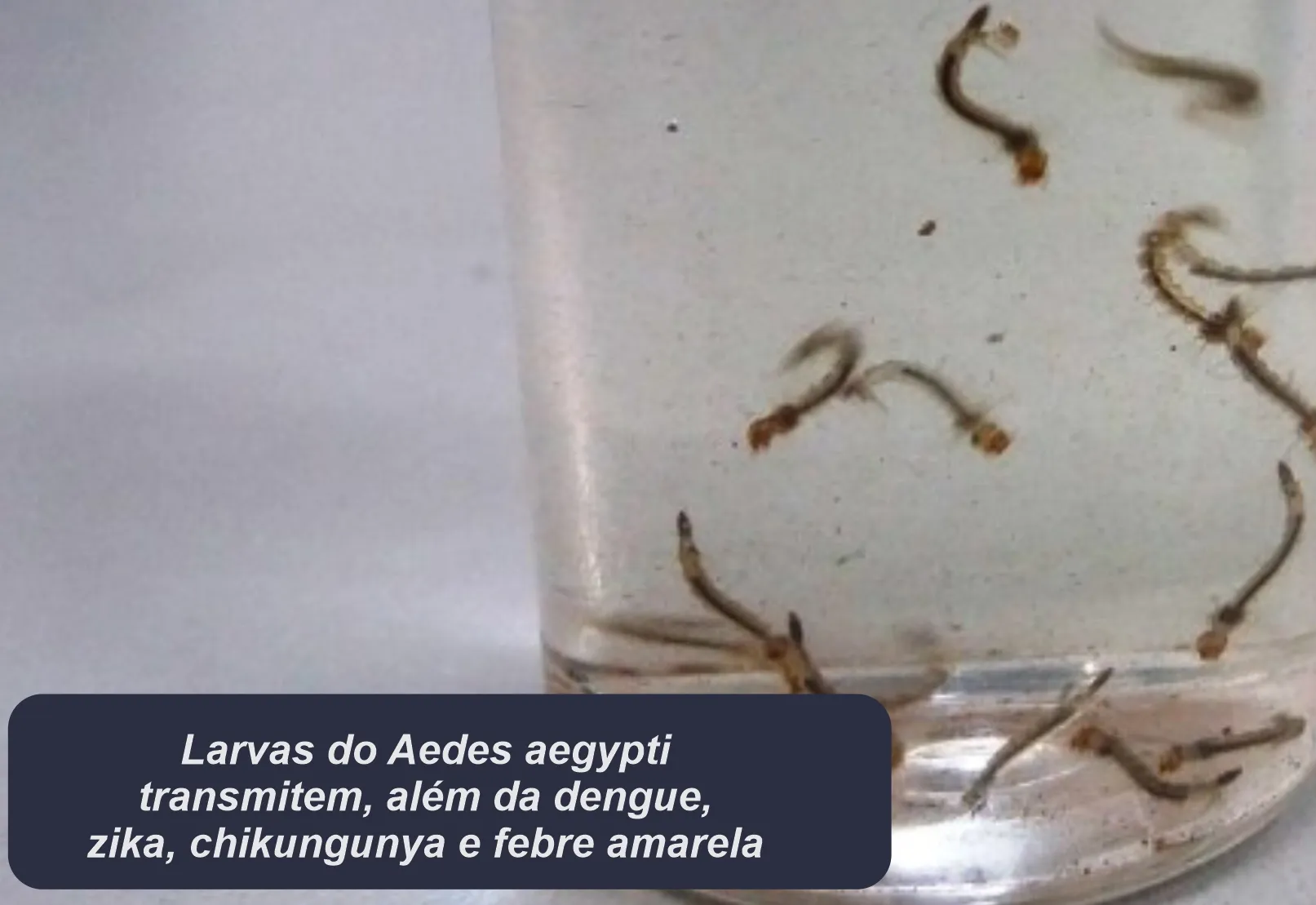 MUITAS LARVAS ENCONTRADAS NO DIA “D” DE COMBATE À DENGUE 