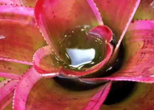 ATENÇÃO: BROMÉLIAS SÃO INIMIGAS NO COMBATE À DENGUE. BRASIL JÁ TEM 526 ÓBITOS, MAIS DA METADE EM SÃO PAULO